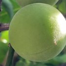 Japanese Ume Plum Tree Cuttings – 5 Prunus mume Maesil Wood for Propagation,