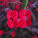 Crown of Thorns Cutting – Euphorbia milii, Bright Blooming Succulent, 1 Live Cutting