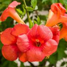 Orange Trumpet Vine Cuttings – Set of 12 (6–10") Campsis radicans, Hummingbird Magnet, Orange Trumpet Vine Cuttings – Set of 12 (6–10") Campsis radicans, Hummingbird Magnet,