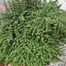 20 Elephant Bush Cuttings – Portulacaria afra Red Stem Succulent, Live Cactus-Like Starter Plants 20 Elephant Bush Cuttings – Portulacaria afra Red Stem Succulent, Live Cactus-Like Starter Plants