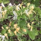 10 Hall’s Honeysuckle Plants – Rooted Vines, Lonicera japonica  , White & Yellow Blooms