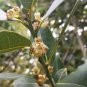 Bay Laurel Cuttings – 10 Culinary Herb Tree Stems for Propagation, Laurus nobilis,