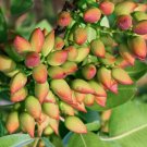 Female Pistachio Cuttings – 10 Fresh 6" Pistacia vera Cuttings for Rooting, Female Pistachio Cuttings – 10 Fresh 6" Pistacia vera Cuttings for Rooting,