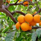 California Navel Orange Scions – 4 Fresh 6–8” Fruit Tree Cuttings for Grafting