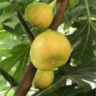 Sicilian White Fig Cutting – 8”+ Unrooted Stem with 3+ Nodes, Ficus carica,