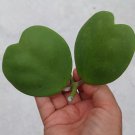 Hoya Kerrii Cutting – Heart-Shaped Vine with 2 Leaves, 1 Node