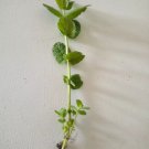 Apple Mint Cuttings – 5 Fresh Mentha Suaveolens (Woolly Mint) Starts, Aromatic Edible Herb,