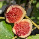 8 Brown Turkey Fig Cuttings – Fresh Ficus carica Hardwood Cuttings for Propagation, 8 Brown Turkey Fig Cuttings – Fresh Ficus carica Hardwood Cuttings for Propagation,