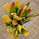 Variegated Gollum Jade – Rare Crassula ovata 2” Live Succulent Cutting,