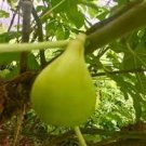 Kadota Fig Cutting – White Texas Everbearing Variety, Ficus carica, Kadota Fig Cutting – White Texas Everbearing Variety, Ficus carica,