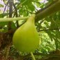 Kadota Fig Cutting – White Texas Everbearing Variety, Ficus carica,