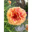 Portulaca ‘TONGRI’ Cuttings – Moss Rose, Unrooted Portulaca grandiflora Starter Plants