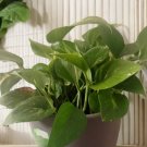 Golden Pothos – 5 Rooted Cuttings, Easy Indoor Houseplant, Epipremnum aureum,