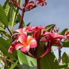 10 Pink Plumeria Cuttings – 10” Unrooted Single Head Frangipani, Flower Starter Plants