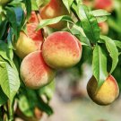 Peach Tree Cuttings – 3 Fresh Hardwood Scions for Grafting or Rooting, Prunus persica Peach Tree Cuttings – 3 Fresh Hardwood Scions for Grafting or Rooting, Prunus persica
