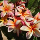 Rainbow Plumeria Cutting – 7–10" Fresh 2-Tip Frangipani, Multicolor Blooming Tropical Rainbow Plumeria Cutting – 7–10" Fresh 2-Tip Frangipani, Multicolor Blooming Tropical