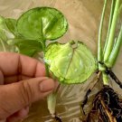 Syngonium ‘Berry Allusion’ – Rooted Live Plant Cutting, Arrowhead Vine, Pink-Green