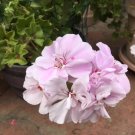 Appleblossom Geranium Cuttings – 4 Unrooted Double Bloom Slips, Pelargonium for Garden