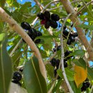 Jamun Java Plum Scion Cuttings – 5 Fresh Syzygium cumini Duhat Tree Slips, Tropical Fruit Starter Jamun Java Plum Scion Cuttings – 5 Fresh Syzygium cumini Duhat Tree Slips, Tropical Fruit Starter