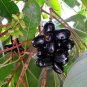 Jamun Java Plum Scion Cuttings – 5 Fresh Syzygium cumini Duhat Tree Slips, Tropical Fruit Starter