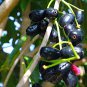 Jamun Java Plum Scion Cuttings – 5 Fresh Syzygium cumini Duhat Tree Slips, Tropical Fruit Starter