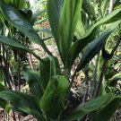 Hawaiian Green Ti Leaf Cuttings – 10 Fresh 6" Starter Logs, Cordyline fruticosa for Propagation Hawaiian Green Ti Leaf Cuttings – 10 Fresh 6" Starter Logs, Cordyline fruticosa for Propagation