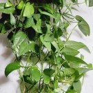 Cebu Blue Pothos 4 Cuttings – Unrooted Epipremnum pinnatum, Rare Vining Houseplant,