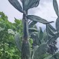 Spineless Prickly Pear Cactus – Rooted Pad Cutting, Edible Opuntia, Thornless Live Starter Plant