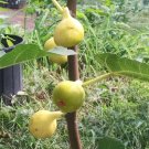 White Madeira Fig Cuttings – Bundle of 3 Unrooted 10–12” Stems, Ficus carica for Propagation White Madeira Fig Cuttings – Bundle of 3 Unrooted 10–12” Stems, Ficus carica for Propagation