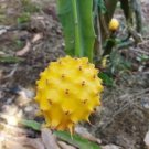 Yellow Dragon Fruit Cutting – 1 Fresh Palora Cactus Cutting (8–12"), Selenicereus megalanthus Yellow Dragon Fruit Cutting – 1 Fresh Palora Cactus Cutting (8–12"), Selenicereus megalanthus