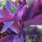 Wandering Jew Cuttings – 8 Purple Tradescantia Slips, Easy to Grow, Live Plant Starter Set