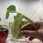 Pothos Cutting â 1 Unrooted Vine Start, Epipremnum aureum, Easy Indoor Plant for Water or Soil