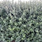 Pineapple Guava Cuttings – 5 Unrooted Feijoa Tree Starts (4–6”), Feijoa sellowiana, Pineapple Guava Cuttings – 5 Unrooted Feijoa Tree Starts (4–6”), Feijoa sellowiana,