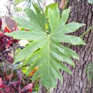 1 Philodendron Radiatum Node Cutting – Leaf & Growth Node, Bonus Included, Rare Aroid Starter 1 Philodendron Radiatum Node Cutting – Leaf & Growth Node, Bonus Included, Rare Aroid Starter