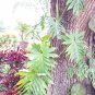 1 Philodendron Radiatum Node Cutting â Leaf & Growth Node, Bonus Included, Rare Aroid Starter
