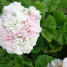 Geranium Starter Cuttings – 3 Live 6" Stems, White with Light Pink Blooms, Pelargonium Plant Geranium Starter Cuttings – 3 Live 6" Stems, White with Light Pink Blooms, Pelargonium Plant