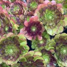 1 Aeonium ‘Plum Purdy’ Cutting – 3–4” Unrooted Rare Succulent Rosette, Live Plant Start