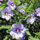 Rose of Sharon Cuttings – 10 Unrooted Hibiscus syriacus Starts, Hardy Flowering Shrub for Gardens Rose of Sharon Cuttings – 10 Unrooted Hibiscus syriacus Starts, Hardy Flowering Shrub for Gardens