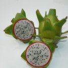 1 Connie Mayer Dragon Fruit Cuttings–8–12” Mature Hylocereus Hybrid, Rare Variety