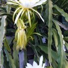 White Dragon Fruit Cuttings – 5 Organic Hylocereus undatus Pitaya Stems, 12"+ Long