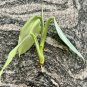 Silver Sword Pothos â 1 Rooted Cutting, Rare Houseplant with Silvery Leaves,