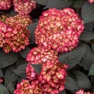 Hydrangea βEclipseβ Cuttings β 5 Rooted Starts, Black Foliage & Pink/Red Blooms, Hydrangea βEclipseβ Cuttings β 5 Rooted Starts, Black Foliage & Pink/Red Blooms,