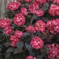 Hydrangea &acirc;��Eclipse&acirc;�� Cuttings &acirc;�� 5 Rooted Starts, Black Foliage & Pink/Red Blooms,
