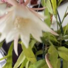 Epiphyllum Orchid Cactus – 10 Night-Blooming Cereus Cuttings, Live Plant Starter Epiphyllum Orchid Cactus – 10 Night-Blooming Cereus Cuttings, Live Plant Starter