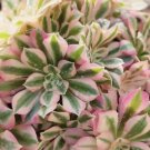 Aeonium ‘Pink Witch’ Cutting – Imported Succulent Rosette 4–5”, Rare Live Plant