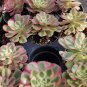 Aeonium âPink Witchâ Cutting â Imported Succulent Rosette 4â5â, Rare Live Plant
