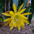 Epiphyllum ‘Sonoma Sunshine’ – 8–10” Unrooted Orchid Cactus Cutting, Rare Plant Starter Epiphyllum ‘Sonoma Sunshine’ – 8–10” Unrooted Orchid Cactus Cutting, Rare Plant Starter