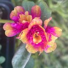 Portulaca oleracea ‘Double Dragon’ – Ornamental Purslane 5 Plant Cutting, Portulaca oleracea ‘Double Dragon’ – Ornamental Purslane 5 Plant Cutting,