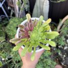 Aeonium Succulent Cutting – 1 Live Unrooted Rosette, Easy Propagation,