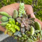 5 Assorted Succulent Cuttings – Live Unrooted Plant Mix, Garden Starter Set